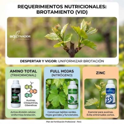 Infografía técnica de requerimientos nutricionales para el brotamiento de la vid. Estrategia foliar para uniformizar la brotación y aportar vigor usando aminoácidos trihormonales, fertilización con nitrógeno y zinc para evitar entrenudos cortos en plantas de uva.