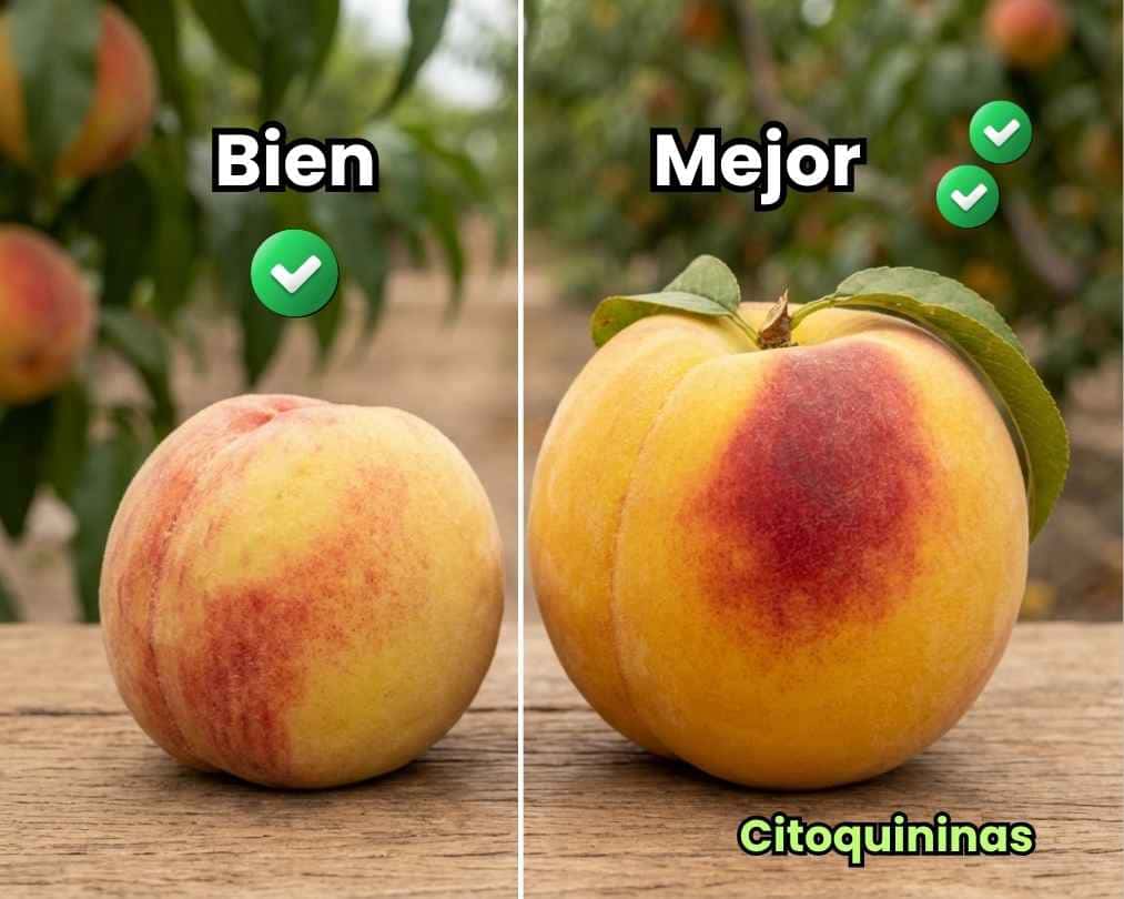 Comparativa visual del aumento de calibre en duraznos. A la izquierda un fruto de tamaño normal, a la derecha un fruto de mayor tamaño, peso y color logrado con la aplicación de citoquininas agrícolas.