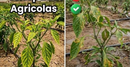 Portada de la guía agrícola sobre fisiopatías no patogénicas en plantas. Imagen comparativa de un tomate sano versus un tomate con pudrición apical (Blossom End Rot) marcada con una X roja. Texto: Guía y Soluciones, Diferencias vs Enfermedades, Causas Estrés Abiótico, Prevención Ca-Si, Bioactivador.