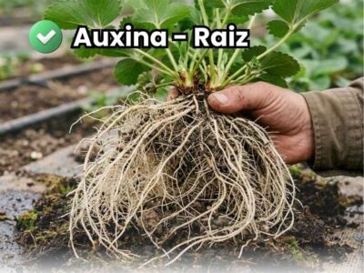Portada de la guía sobre auxinas agrícolas. Mano de un agricultor sosteniendo una planta de fresa (frutilla) mostrando un sistema radicular masivo, denso y sano tras la aplicación de enraizante.