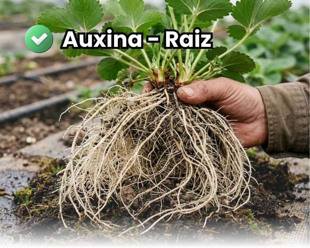 Portada de la guía sobre auxinas agrícolas. Mano de un agricultor sosteniendo una planta de fresa (frutilla) mostrando un sistema radicular masivo, denso y sano tras la aplicación de enraizante.