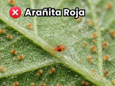 Portada de la guía de control de arañita roja. Muestra infestación severa de Tetranychus urticae en el envés de hojas de cultivo con formación masiva de telarañas y miles de ácaros.
