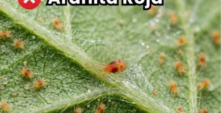 Portada de la guía de control de arañita roja. Muestra infestación severa de Tetranychus urticae en el envés de hojas de cultivo con formación masiva de telarañas y miles de ácaros.