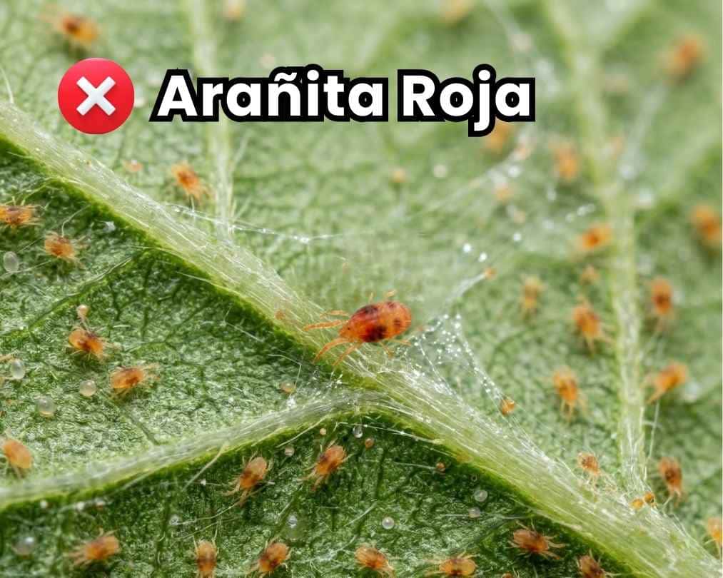 Portada de la guía de control de arañita roja. Muestra infestación severa de Tetranychus urticae en el envés de hojas de cultivo con formación masiva de telarañas y miles de ácaros.