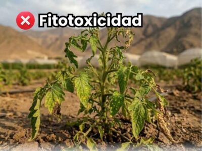 Portada de la guía sobre fitotoxicidad agrícola. Muestra una planta marchitándose severamente y colapsando debido a intoxicación y quemadura química por mala aplicación de agroquímicos.
