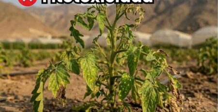 Portada de la guía sobre fitotoxicidad agrícola. Muestra una planta marchitándose severamente y colapsando debido a intoxicación y quemadura química por mala aplicación de agroquímicos.