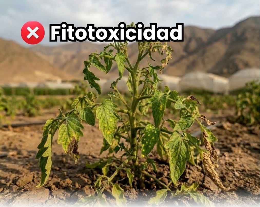 Portada de la guía sobre fitotoxicidad agrícola. Muestra una planta marchitándose severamente y colapsando debido a intoxicación y quemadura química por mala aplicación de agroquímicos.