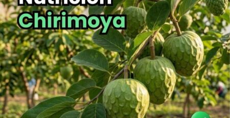 Portada de la guía de nutrición del cultivo de chirimoya. Muestra un racimo de frutos de chirimoya de gran calibre y follaje verde y sano, resultado de un plan de fertilización y amarre exitoso.