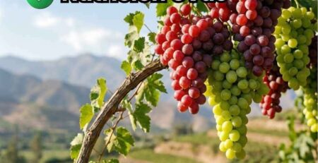 Portada de guía de nutrición mostrando racimos de uvas de mesa saludables y firmes en el viñedo gracias al uso de fertilizante para uvas.