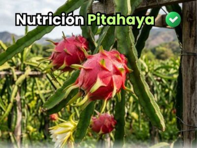 Infografía de portada que resume el plan nutricional completo para el cultivo de pitahaya de Bioactivador, detallando las etapas desde vivero, crecimiento vegetativo, inducción floral, floración, cuajado, engorde y maduración. Detalla el uso de nitrógeno, fósforo, potasio, calcio, boro y cobre sistémico para cada fase.