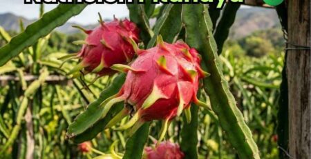 Infografía de portada que resume el plan nutricional completo para el cultivo de pitahaya de Bioactivador, detallando las etapas desde vivero, crecimiento vegetativo, inducción floral, floración, cuajado, engorde y maduración. Detalla el uso de nitrógeno, fósforo, potasio, calcio, boro y cobre sistémico para cada fase.