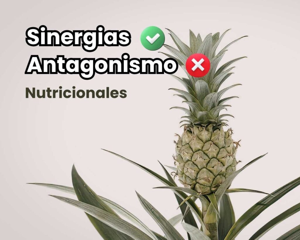 Portada de guía agrícola sobre sinergia y antagonismo nutricional. Cultivo de piña (ananá) sano mostrando el impacto del equilibrio de nutrientes para evitar deficiencias inducidas.