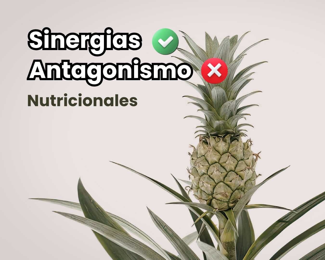 Portada de guía agrícola sobre sinergia y antagonismo nutricional. Cultivo de piña (ananá) sano mostrando el impacto del equilibrio de nutrientes para evitar deficiencias inducidas.