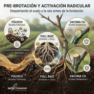 Etapa de pre-brotación en chirimoya. Aplicación de ácidos fúlvicos, bioestimulante radicular (Full Raíz) y cobre sistémico para despertar el suelo y proteger la madera.