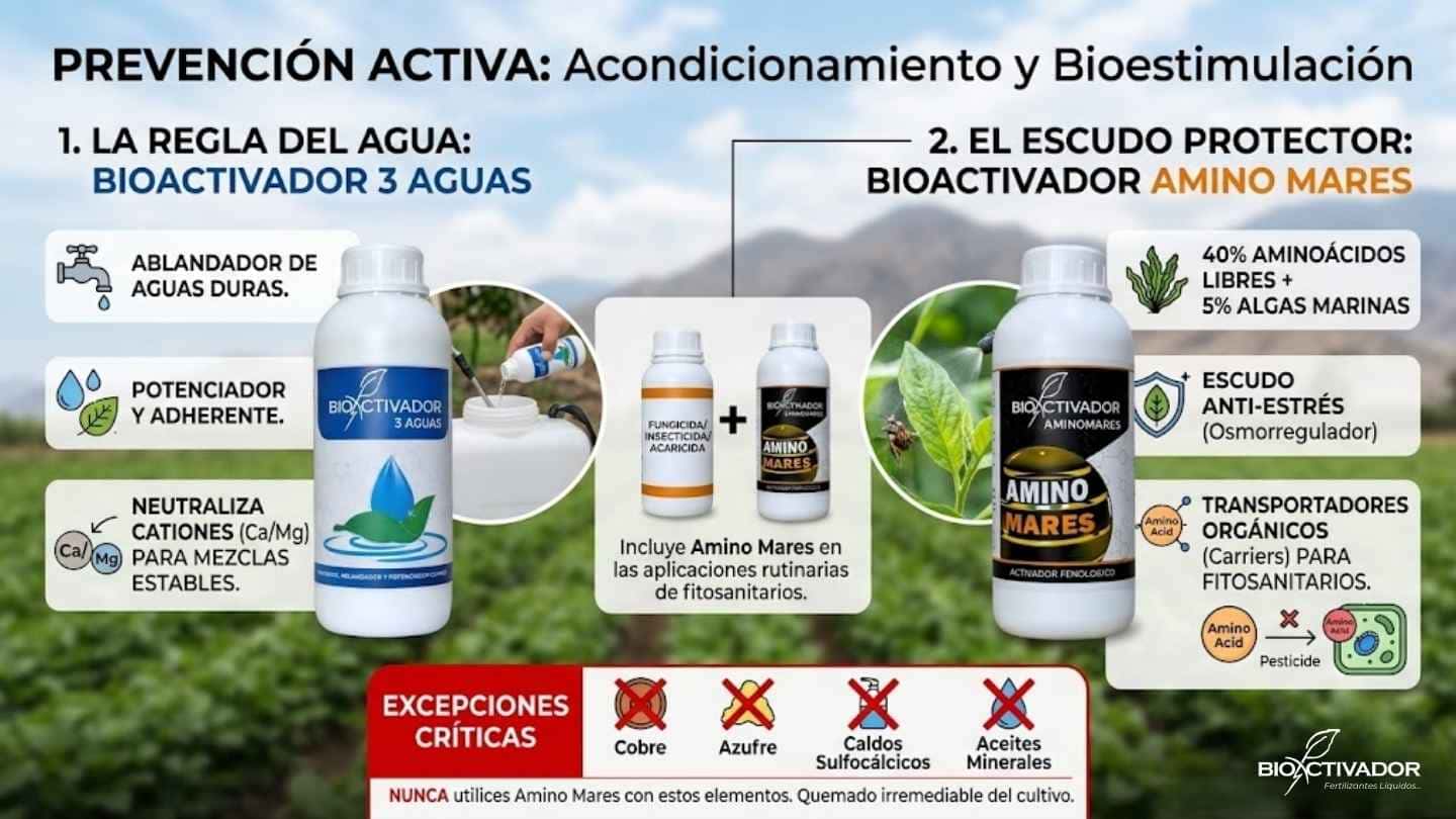 Protocolo para prevenir fitotoxicidad: uso de regulador de pH y dureza (3 Aguas) junto con L-aminoácidos libres (Amino Mares) como escudo osmorregulador anti-estrés.