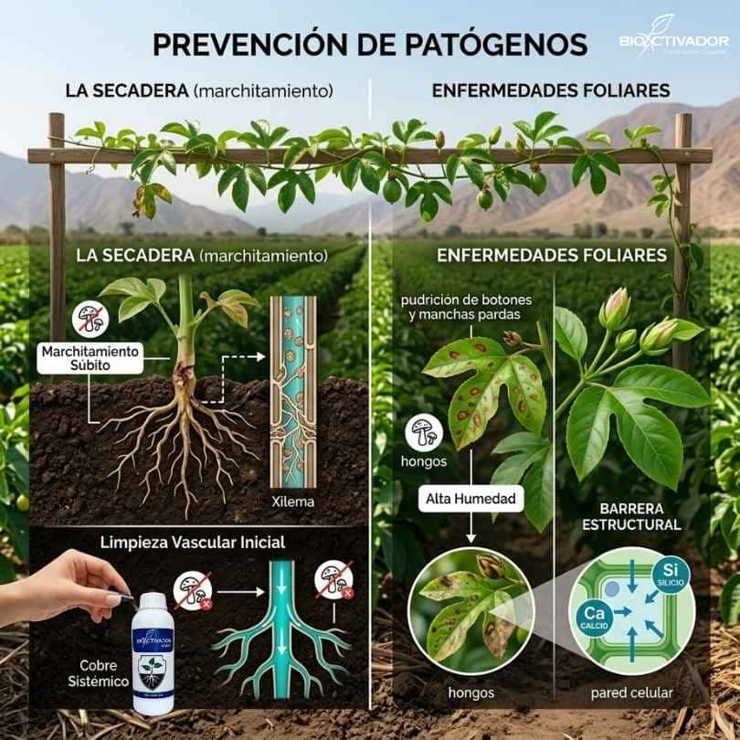 Prevención de patógenos en maracuyá: manejo de la secadera (marchitamiento por Fusarium en xilema) con cobre sistémico y prevención de enfermedades foliares con barrera estructural de Calcio y Silicio.