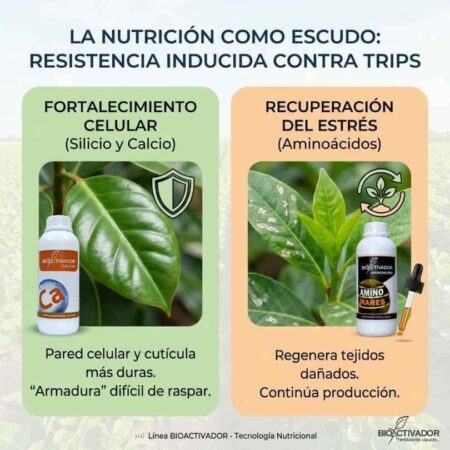Infografía de resistencia inducida contra trips mediante nutrición: Fortalecimiento celular con Silicio/Calcio (paredes duras) y recuperación del estrés con Aminoácidos (regeneración de tejidos).