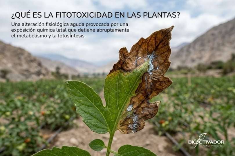 Hoja de cultivo de tomate con necrosis severa y tejido muerto por quemadura química, demostrando visualmente qué es la fitotoxicidad agrícola.