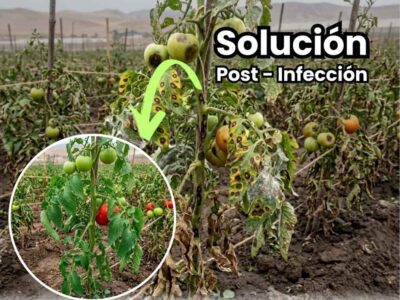 Portada de guía agrícola sobre recuperación de cultivos post-infección. Infografía técnica detallando el uso de soluciones bioestimulantes para cicatrización de heridas, aporte de energía y reactivación del crecimiento vegetal tras estrés biótico. Incluye texto "RECUPERACIÓN POST-INFECCIÓN" y bullet points de soluciones.