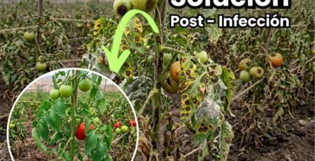 Portada de guía agrícola sobre recuperación de cultivos post-infección. Infografía técnica detallando el uso de soluciones bioestimulantes para cicatrización de heridas, aporte de energía y reactivación del crecimiento vegetal tras estrés biótico. Incluye texto "RECUPERACIÓN POST-INFECCIÓN" y bullet points de soluciones.