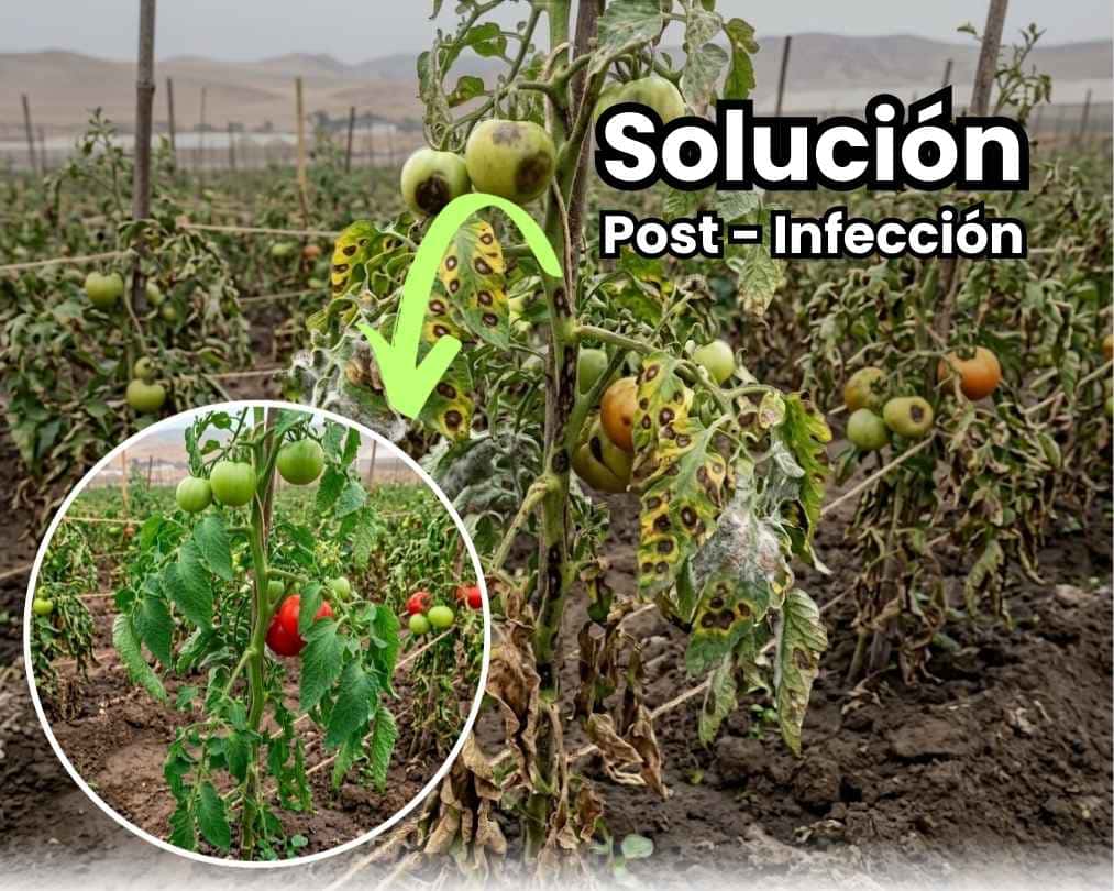 Portada de guía agrícola sobre recuperación de cultivos post-infección. Infografía técnica detallando el uso de soluciones bioestimulantes para cicatrización de heridas, aporte de energía y reactivación del crecimiento vegetal tras estrés biótico. Incluye texto "RECUPERACIÓN POST-INFECCIÓN" y bullet points de soluciones.