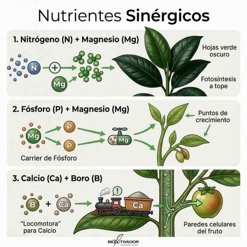 Sinergia nutricional entre Calcio (Ca) y Boro (B) para mejorar la integridad de la pared celular, el cuajado de frutos y la firmeza postcosecha.