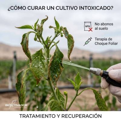 Tratamiento de Emergencia: Cómo Curar una Planta Intoxicada Tratamiento para curar un cultivo intoxicado por fitotoxicidad mediante terapia de choque foliar. Se muestra una planta marchita y la indicación de no aplicar fertilizantes NPK al suelo.