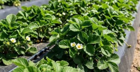Campo de cultivo de fresas jóvenes mostrando síntomas de floración prematura con múltiples flores blancas abiertas. En la esquina superior izquierda, se observa el texto grande 'Floración Prematura' y en la inferior, el logo de BIOACTIVADOR ZINC, Fertilizantes Líquidos.