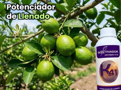 Aplicación del fertilizante foliar Potasio K 41 de Bioactivador como potenciador de llenado en cultivo de cítricos para mejorar el calibre del fruto.