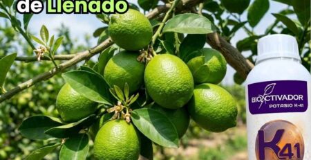 Aplicación del fertilizante foliar Potasio K 41 de Bioactivador como potenciador de llenado en cultivo de cítricos para mejorar el calibre del fruto.