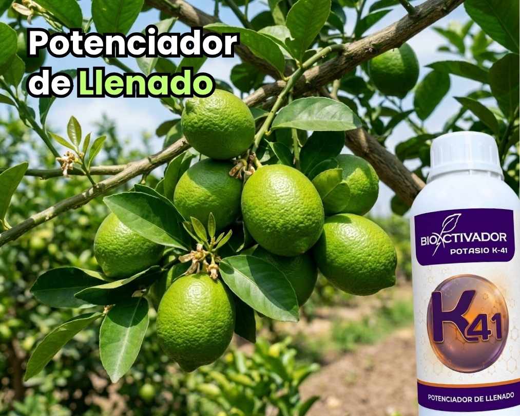 Aplicación del fertilizante foliar Potasio K 41 de Bioactivador como potenciador de llenado en cultivo de cítricos para mejorar el calibre del fruto.